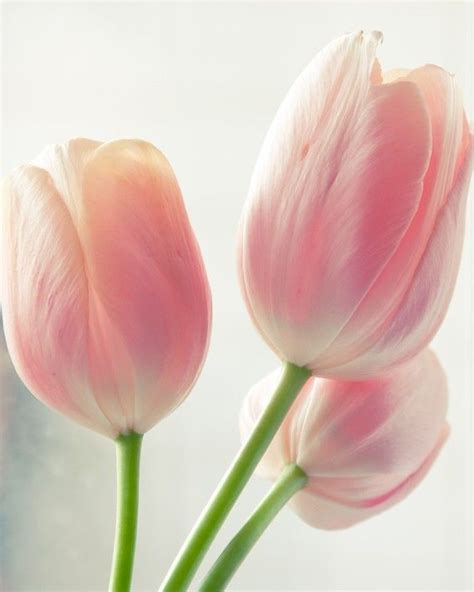 17 Best images about Tulips on Pinterest | Yellow tulips, Spring time ...