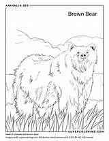 Kamchatka Brown Bear  Facts Diet Habitat & Pictures On Animaliabio sketch template