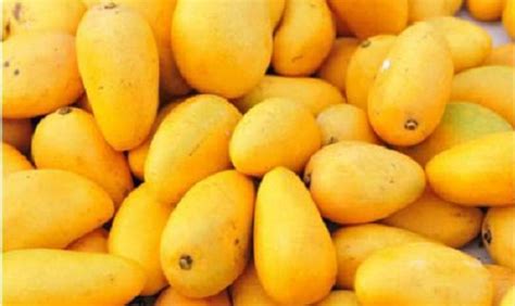 All hail the king: Mangoes are in full season; Here's how to know which is which