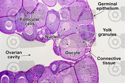 Urogenital System of Frogs (Labelled Diagrams) - Anatomy (Parts) and ...