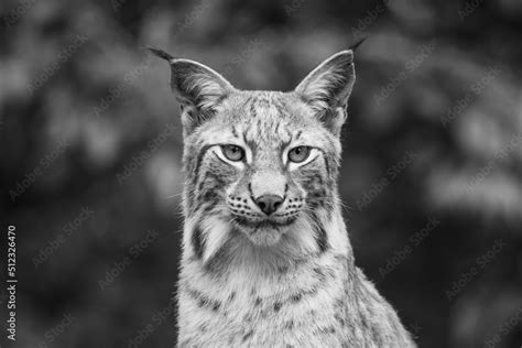 Portrait of wild lynx in natural habitat Stock Photo | Adobe Stock