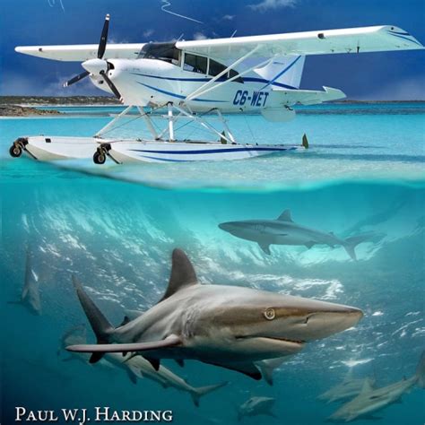 Sharks in the Runway – Maule Air STOL