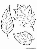 Fall Leaf Coloring Template At Sascommissionblog Blog sketch template