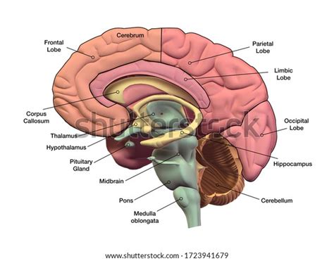 Brain Images Labeled