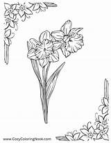 Free Daffodil Coloring Pages Printable PDFs  The Cozy Nook sketch template