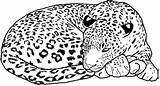 Leopard Coloring Page At Vaneliblog Blog sketch template