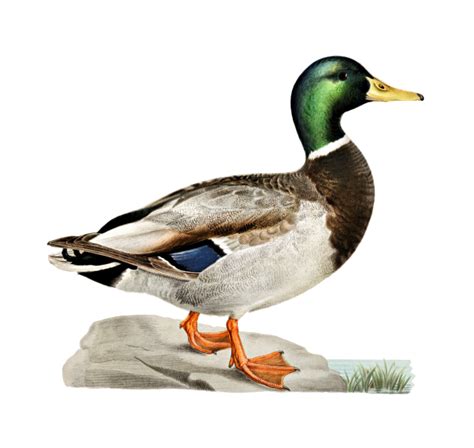 Mallard Duck Bird Clipart Free Stock Photo - Public Domain Pictures
