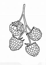 Raspberry Coloring Page sketch template