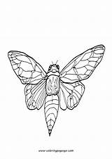 Cicada Coloring Page Printable sketch template