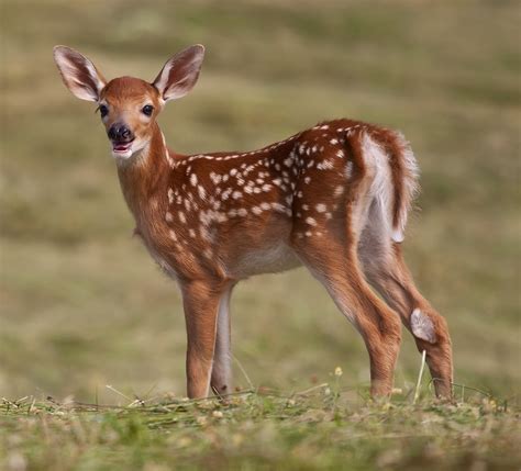 fawn, white-tailed deer, Odocoileus virginianus, | fawn, whi… | Flickr