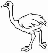 Emu Coloring Pages  Free Printable For Kids sketch template