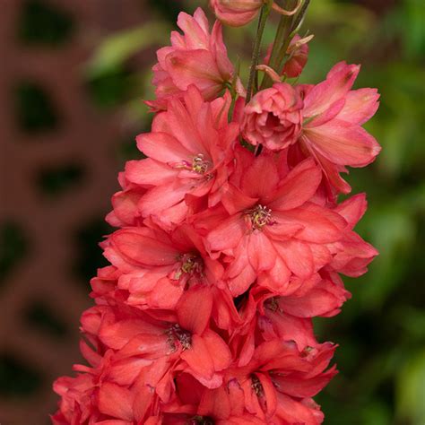 Shop Delphinium Red Lark | J. Parker's