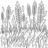 Vector Illustration Of Wheat Or barley Growing On A Field  sketch template