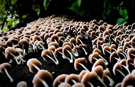 Mushroom cultivation - PixaHive