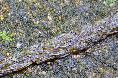 Fungus Gnat Larvae - up close! | This has to be one of the m… | Flickr