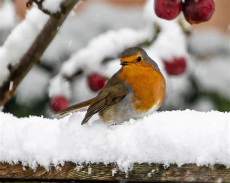 British Winter Animals | In the Snow | Teaching Wiki