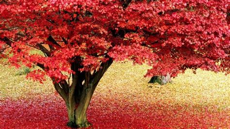Maple Tree HD Wallpapers & Pictures | Red maple tree, Autumn trees, Tree hd wallpaper