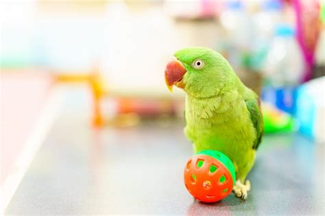 How Smart Are Parakeets? » Petsoid