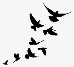 Jiminey Kricket Exterminating Bird Control - Silhouettes Of Birds Flying Transparent PNG ...