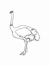 Ostrich coloring page sketch template