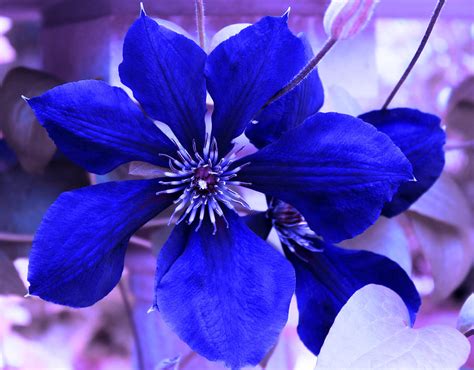 Indigo Flower Photograph by Milena Ilieva