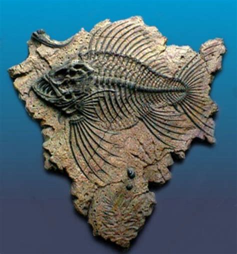 Very cool! | Fish fossil, Fossils, Fossil hunting