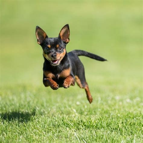 43 Best Small Dog Breeds