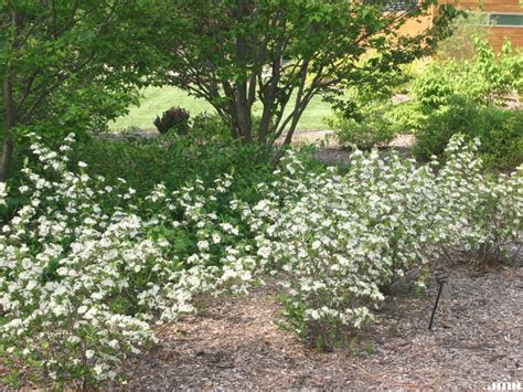 Black chokeberry | The Morton Arboretum