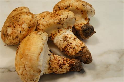 Roasted Matsutake Mushrooms