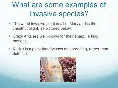 PPT - The Impact of Invasive Species PowerPoint Presentation, free download - ID:1911764