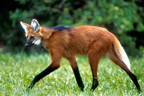 Lobo-guará, o animal símbolo do Cerrado brasileiro