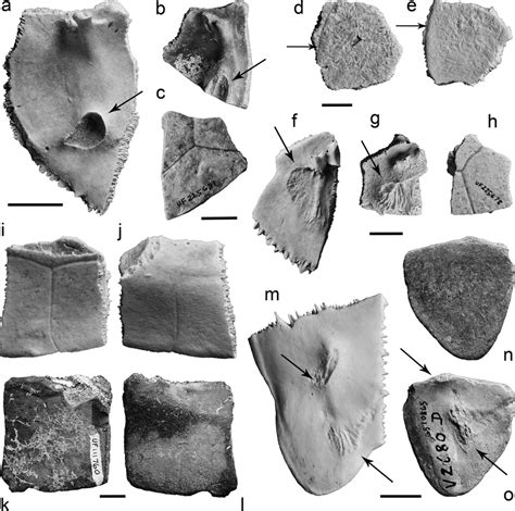 Miocene podocnemidid fossils from northern Florida compared to shell ...