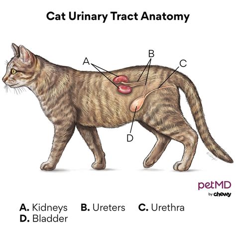 Feline Lower Urinary Tract Disease Wikipedia | atelier-yuwa.ciao.jp