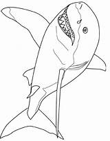 Free Printable Shark Coloring Pages For Kids sketch template
