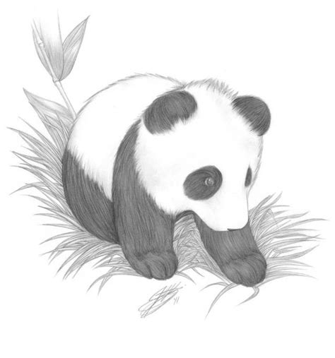 Милые картинки панд для срисовки (46 фото) | Panda drawing, Bear drawing, Cute panda drawing