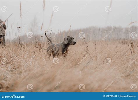 Field Training for a Hunting Weimaraner Dog Stock Photo - Image of deutsch, looking: 182705484