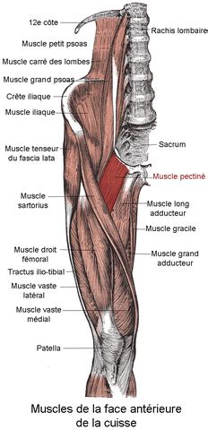 Pectineus Muscle - Physiopedia