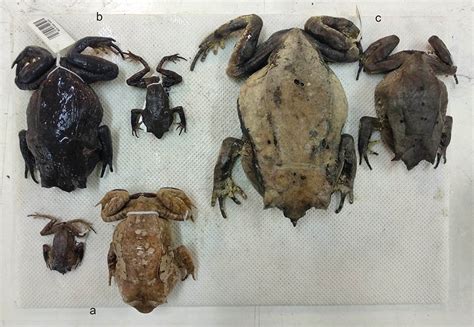 Katak Tanduk, Spesies Baru dari Kalimantan - Mongabay.co.id