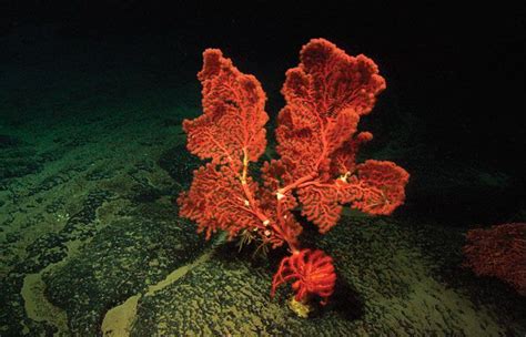 Deep Ocean Plants Deep-sea corals : woods hole | Ocean plants, Sea plants, Water plants