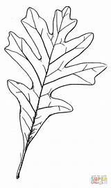 Red Oak Leaf Coloring Pages sketch template