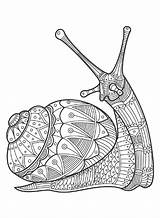 Zentangle Snail Coloring Page  Free Printable Pages sketch template