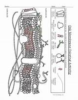 Cell Membrane Coloring Sheet Answers Quick Guide  Marketing Music Mastery sketch template