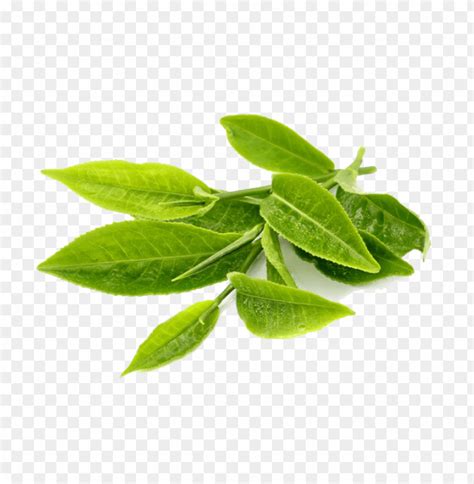 Green tea leaves PNG | TOPpng