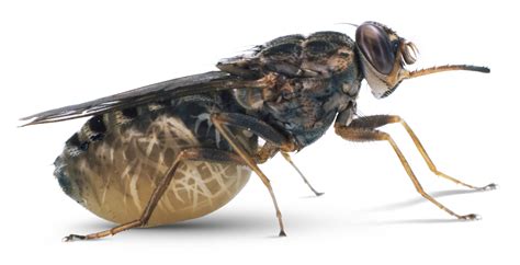 Tsetse Fly Facts | Tsetse Fly Sleeping Sickness | DK Find Out