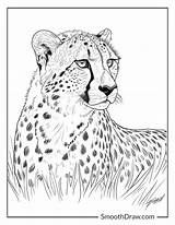44 Cheetah Coloring Pages Free PDF Printables sketch template
