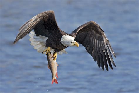 Bald Eagle Catching a Big Fish by Jun Zuo | Bald eagle, Catching fish, Eagle