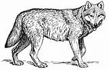 Wolves For Coloring sketch template