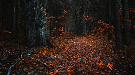 Autumn Forest During Evening Time 4K HD Nature Wallpapers | HD Wallpapers | ID #45102