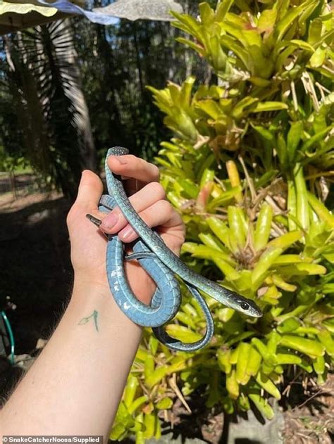 Snake catcher shows off a bright blue tree snake he caught in Queensland | Daily Mail Online