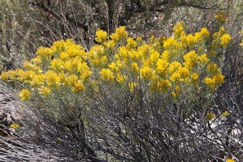 Sagebrush in Great Basin national Park, Nevada. 09/2018. | Great basin national park, National ...